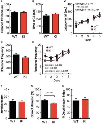Behavioral and histological analyses of the mouse Bassoon p.P3882A mutation corresponding to the human BSN p.P3866A mutation